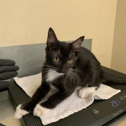 Shelter Stray Female Cat last seen , 361 S Raymond Ave, Pasadena, CA 91105, USA