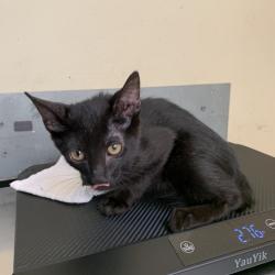 Shelter Stray Female Cat last seen , 361 S Raymond Ave, Pasadena, CA 91105, USA