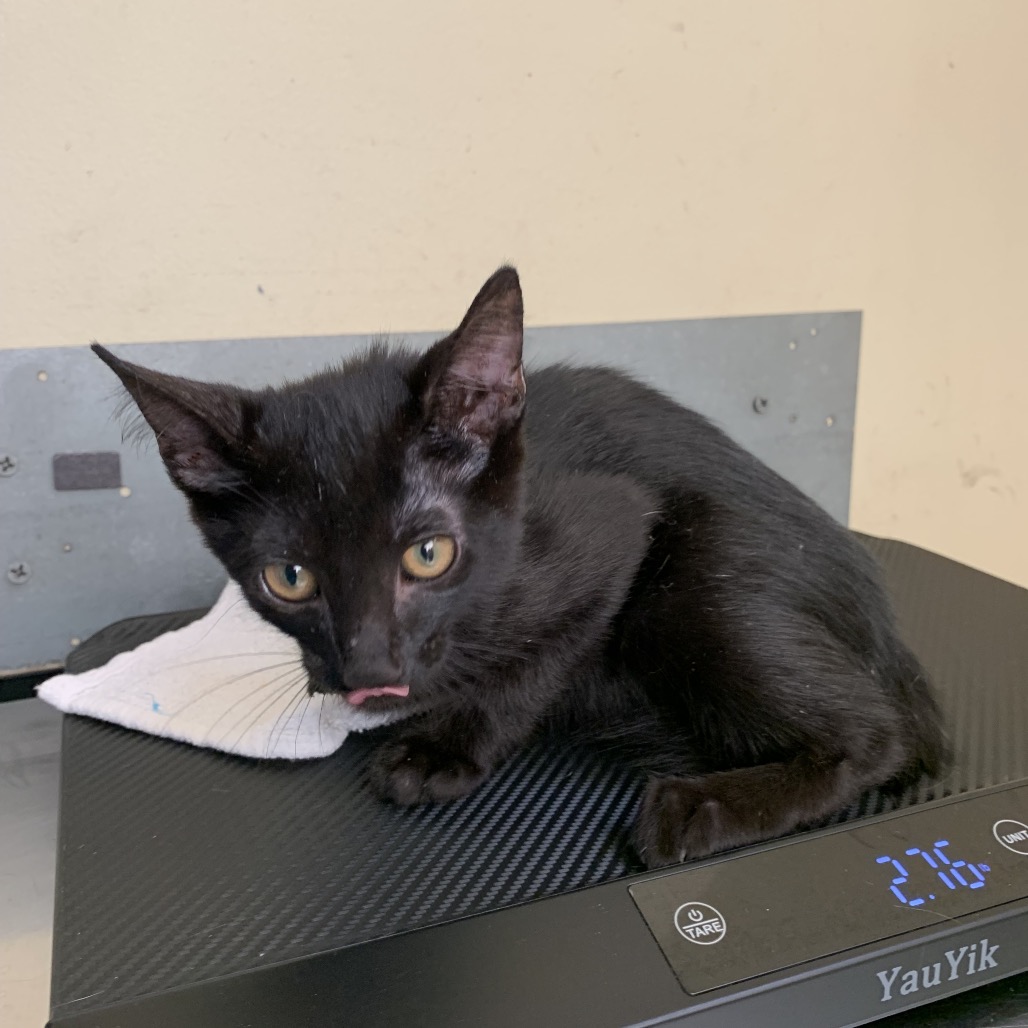 Shelter Stray Female Cat last seen , 361 S Raymond Ave, Pasadena, CA 91105, USA
