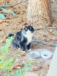 Found/Stray Male Cat last seen 104th and Colorado, Northglenn, CO 80233