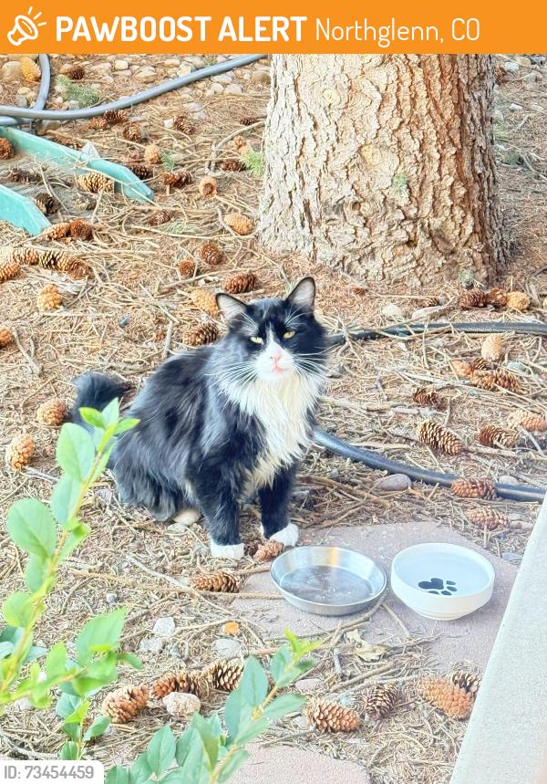 Found/Stray Male Cat last seen 104th and Colorado, Northglenn, CO 80233