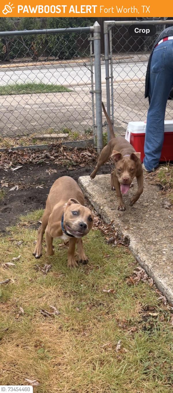 Found/Stray Male Dog last seen McLean middle school, Fort Worth, TX 76109