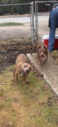 Found/Stray Male Dog last seen McLean middle school, Fort Worth, TX 76109