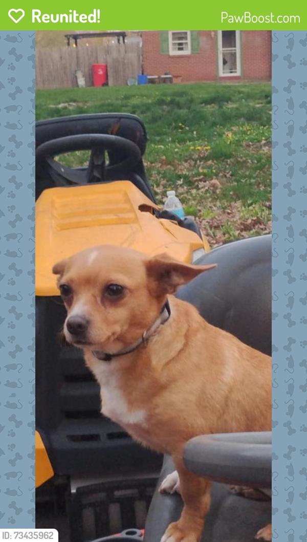 Reunited Female Dog last seen Kepler, Pottstown, PA 19464