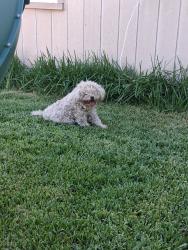 Found/Stray Unknown Dog last seen Fourth street and D street., Chino, CA 91710