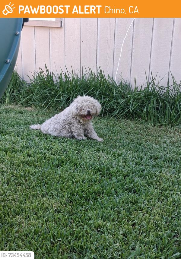 Found/Stray Unknown Dog last seen Fourth street and D street., Chino, CA 91710