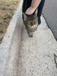 Found/Stray Unknown Cat last seen Tinsley park on nw 65th st okc, Oklahoma City, OK 73116