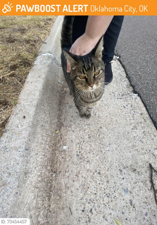Found/Stray Unknown Cat last seen Tinsley park on nw 65th st okc, Oklahoma City, OK 73116
