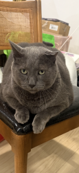Lost Male Cat last seen Fairview Ave., Century Road in Paramus, Paramus, NJ 07652