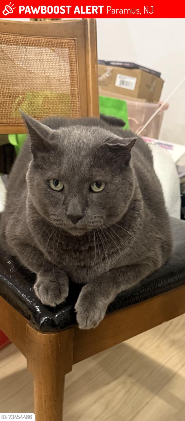 Lost Male Cat last seen Fairview Ave., Century Road in Paramus, Paramus, NJ 07652