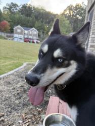 Found/Stray Male Dog last seen Dees dr and henrico rd, Ellenwood, GA 30294