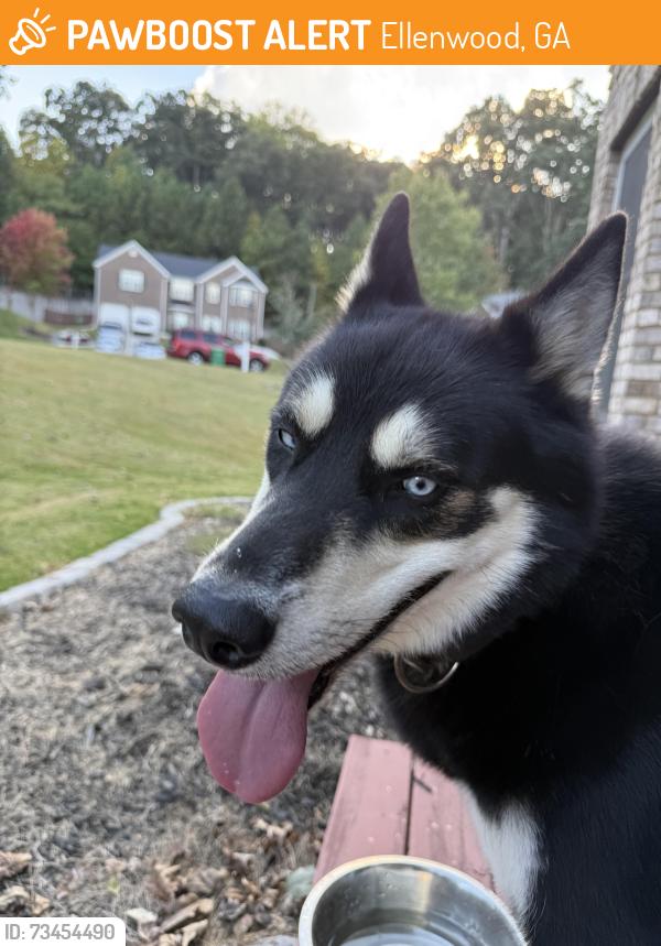 Found/Stray Male Dog last seen Dees dr and henrico rd, Ellenwood, GA 30294