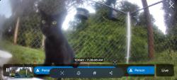 Found/Stray Unknown Cat last seen Bachmann blvd, Port Charlotte, FL 33954