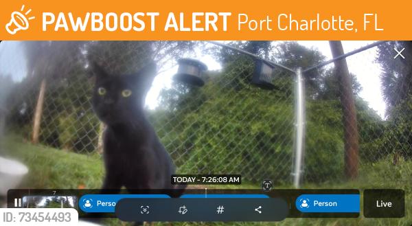 Found/Stray Unknown Cat last seen Bachmann blvd, Port Charlotte, FL 33954
