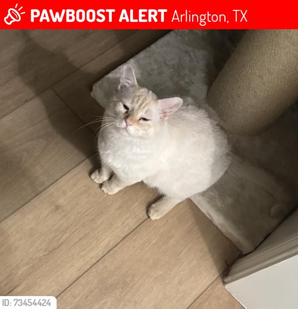 Lost Male Cat last seen Hollow Creek near Curry Road, Arlington, TX 76001
