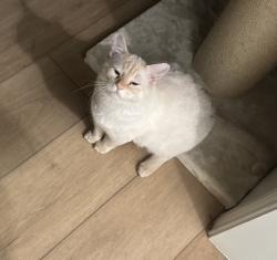 Lost Male Cat last seen Hollow Creek near Curry Road, Arlington, TX 76001