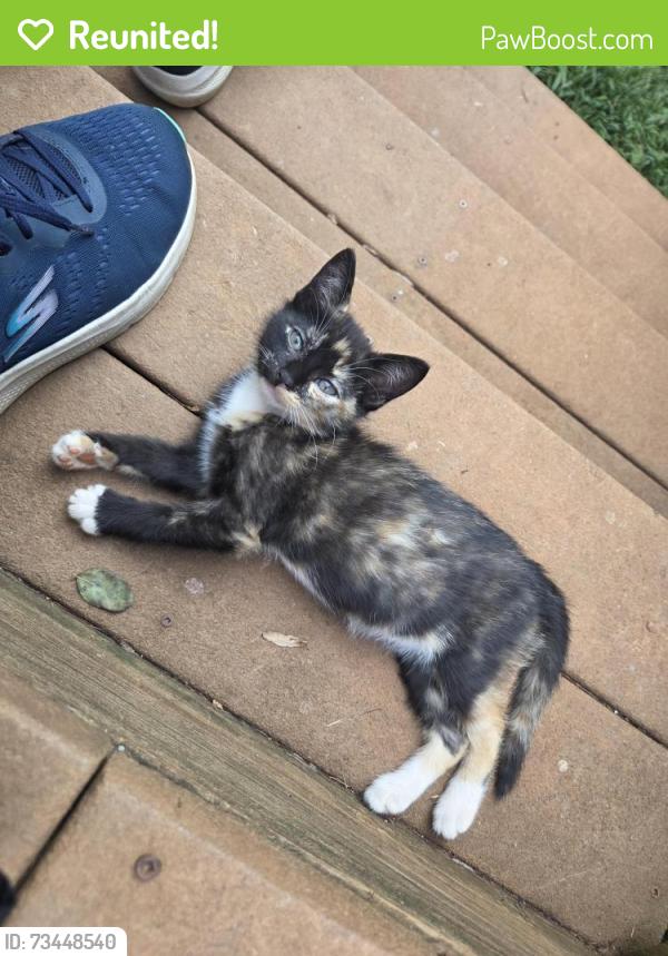 Reunited Unknown Cat last seen Gibbs Shoals, E. Suber, Granite Woods backs to Chartwell, Greer, SC 29650