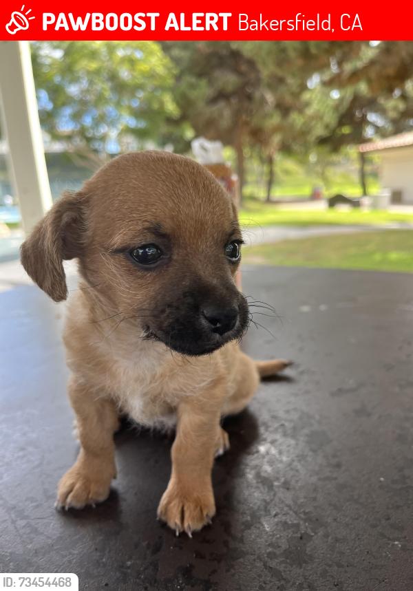 Lost Male Dog last seen Stine rd, Bakersfield, CA 93309