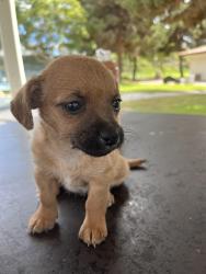 Lost Male Dog last seen Stine rd, Bakersfield, CA 93309