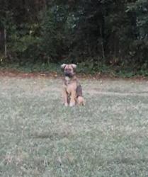 Reunited Unknown Dog last seen Ave F NE, Shannon, GA 30161, USA, Shannon, GA 30161