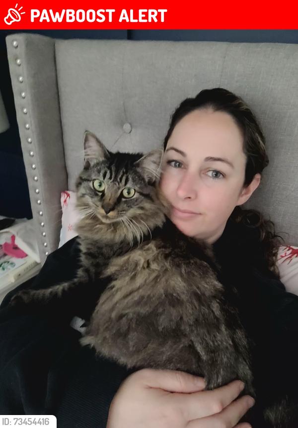 Lost Male Cat last seen Hammonds plains, Hammonds Plains, NS B4B 1N2