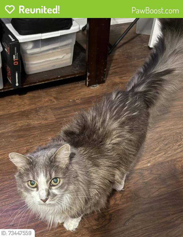 Reunited Female Cat last seen Hamby Drive, Greenville, SC 29607
