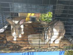 Found/Stray Unknown Rabbit last seen Clementine/Fleming Middle School, Houston, TX 77026