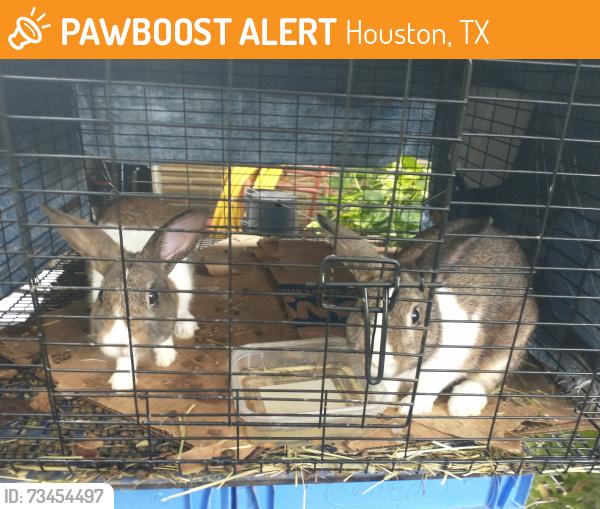Found/Stray Unknown Rabbit last seen Clementine/Fleming Middle School, Houston, TX 77026