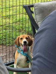 Lost Male Dog last seen Galt Drive, Citrus Springs, FL 34434