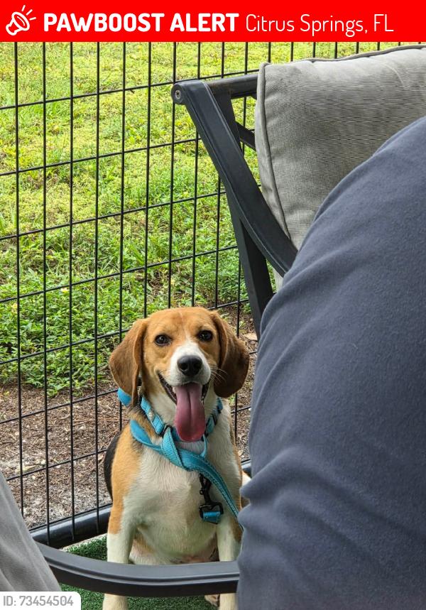Lost Male Dog last seen Galt Drive, Citrus Springs, FL 34434