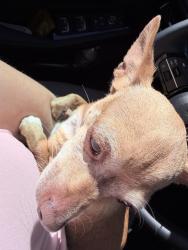 Reunited Unknown Dog last seen Fruitvale, Oakland, CA, USA, Oakland, CA 94601