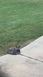 Found/Stray Unknown Cat last seen Thomas Trails, Edmond, OK 73003