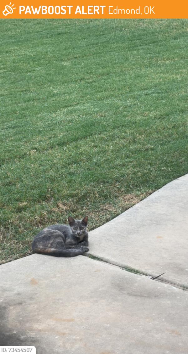 Found/Stray Unknown Cat last seen Thomas Trails, Edmond, OK 73003