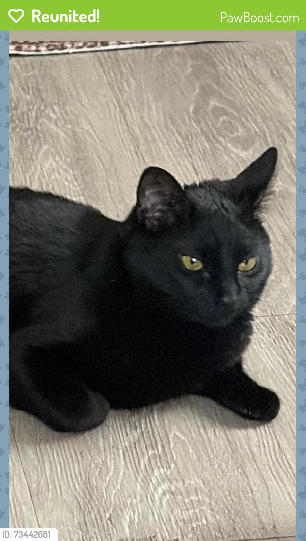 Reunited Female Cat last seen Near mission ridge rd, Atlanta, GA 30339