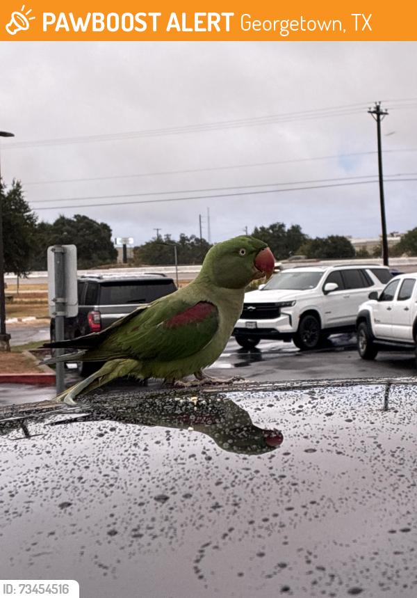 Found/Stray Unknown Bird last seen Leander Rd and 35, Georgetown, TX 78628
