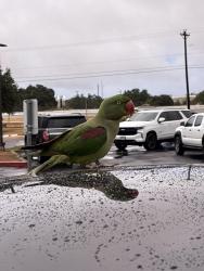 Found/Stray Unknown Bird last seen Leander Rd and 35, Georgetown, TX 78628