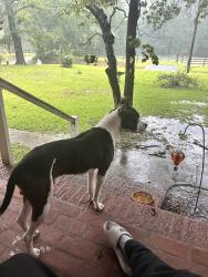 Lost Male Dog last seen Near ka ha Alda trail, Hopkins, SC 29061
