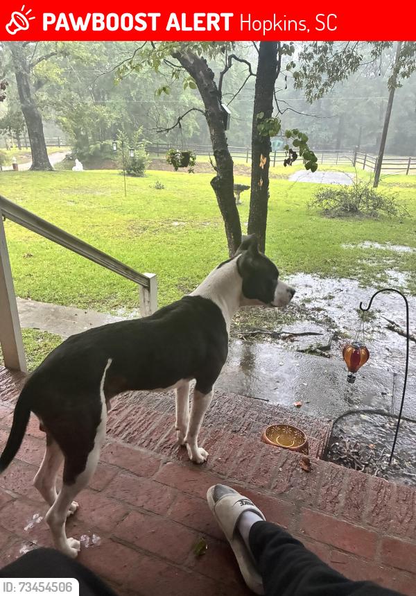 Lost Male Dog last seen Near ka ha Alda trail, Hopkins, SC 29061