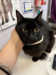 Shelter Stray Female Cat last seen Bexar County, 3353 Morningside Dr, New Braunfels, TX 78132, USA