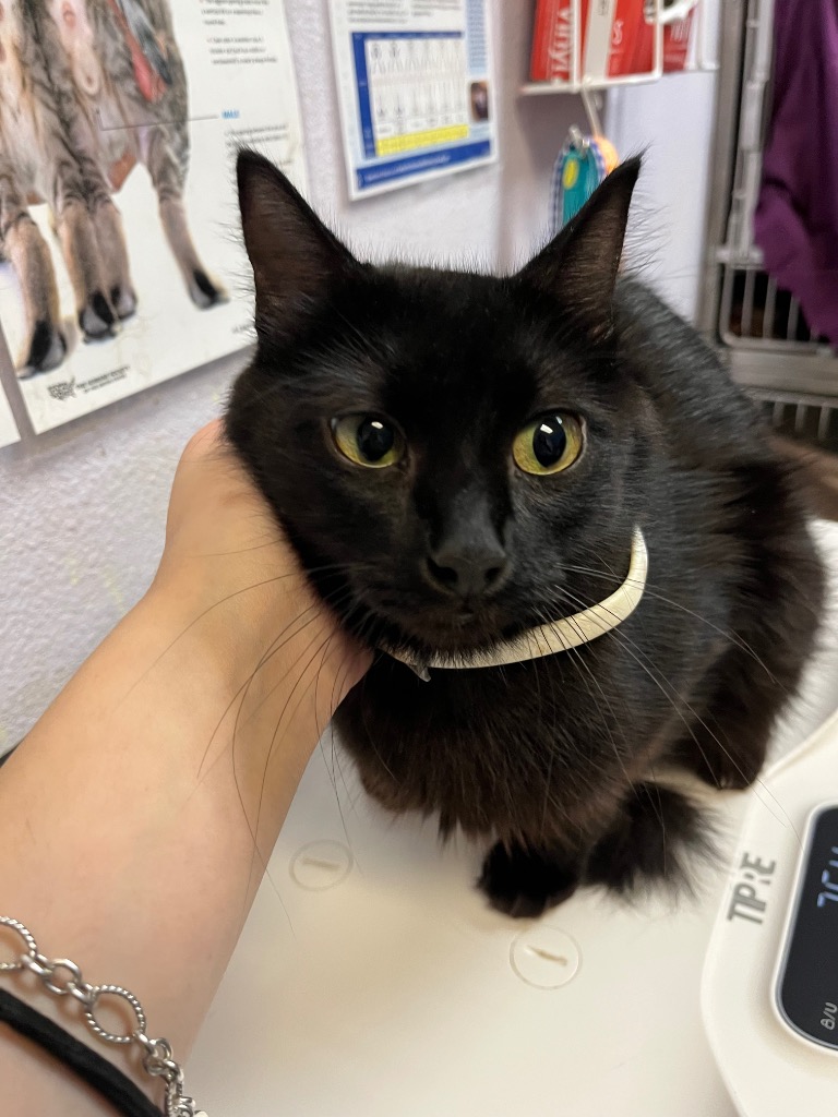 Shelter Stray Female Cat last seen Bexar County, 3353 Morningside Dr, New Braunfels, TX 78132, USA