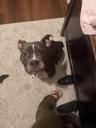 Reunited Female Dog last seen Near Longleaf Forest Ln, Jacksonville, FL 32210, USA, Jacksonville, FL 32210