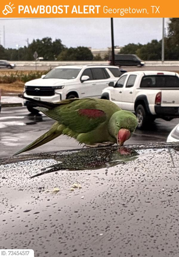 Found/Stray Unknown Bird last seen Leander Rd and 35, Georgetown, TX 78628