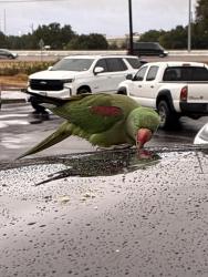 Found/Stray Unknown Bird last seen Leander Rd and 35, Georgetown, TX 78628