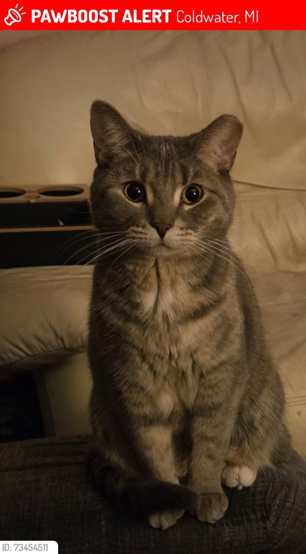 Lost Female Cat last seen Marshall st and Hudson st by pansophia school, Coldwater, MI 49036