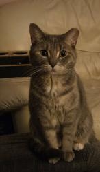 Lost Female Cat last seen Marshall st and Hudson st by pansophia school, Coldwater, MI 49036