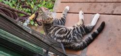 Lost Male Cat last seen Mayflower and Standish St, Mayflower Village, CA 91006
