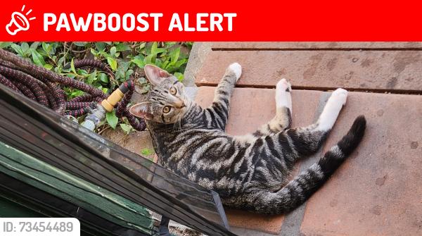 Lost Male Cat last seen Mayflower and Standish St, Mayflower Village, CA 91006