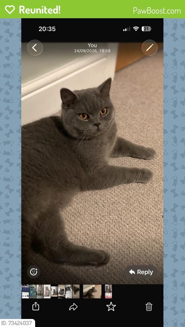 Reunited Male Cat last seen Danson Park & Bean Rd Scout Hut, Greater London, England 