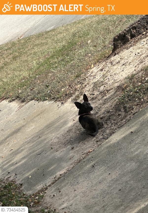 Found/Stray Unknown Dog last seen Ivygate, Spring, TX 77373