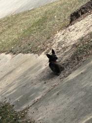Found/Stray Unknown Dog last seen Ivygate, Spring, TX 77373